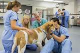 Veterinary School Information Images