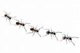 Kill White Ants Home