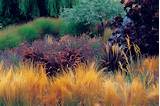 Landscape Design Using Ornamental Grasses
