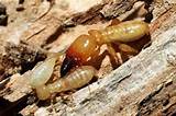Termites Vs Wood Rot Pictures