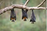 Images of Can Bats See