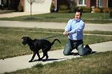 Photos of Dog Obedience Training