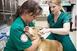 Veterinary Technician Schools Online Degree