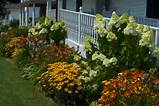Pictures of Hydrangea Landscaping Design