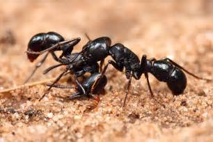 What Do Carpenter Ants Look Like Picture Images