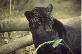 Jaguar Amazon Rainforest Images