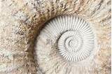 Fossils Types Pictures
