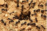 Little Black Ant Control Images