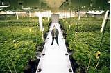 Jobs In The Marijuana Field Pictures