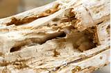 Photos of Termite Treatment Drill Holes