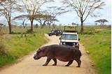 Serengeti National Park Safari Images