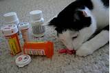Cat Pain Medication Otc Pictures