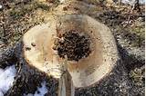 Pictures of Do Carpenter Ants Kill Trees