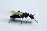 Pictures of Picture Of Carpenter Ants With Wings