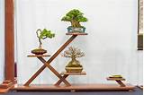 Images of Bonsai Display Shelves