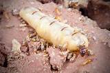 Termite Colony Size Photos