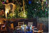 Rainforest Cafe Reservations Orlando