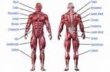 Muscles And Exercises In The Body Photos