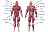 Muscle Exercises Chart Images