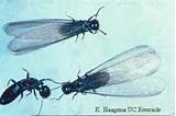 Minnesota Termites