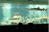 Images of Prices For Aquarium
