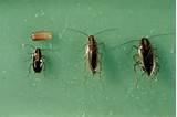 Images of Picture Of Baby Cockroach