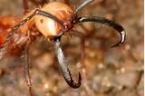 Army Ants Images