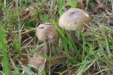 Mushroom Class Pictures