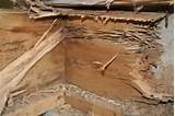 Photos of Termite Monitoring