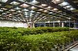 Images of Marijuana Grow Facility