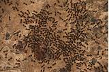 Mail Order Termites Photos