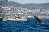 Photos of Newport Beach Whale And Dolphin Watching Cruise