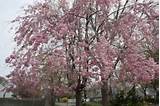 Flowering Trees Northeast Pictures