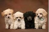 Cheap Toy Poodle Puppies For Sale Pictures