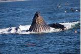 Photos of Monterey California Whale Watching Season