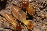 Photos of Termite Damage Nz