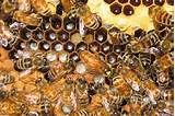 Photos of Queen Bee Pest Control