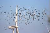 Wind Power Kills Birds Pictures