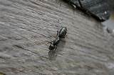 Pictures of How To Get Rid Of Carpenter Ants