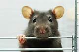 Photos of Rat Ears