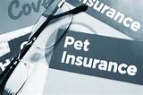 Photos of Pet Insurance Compare