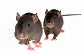 Uk Rat Poison Images