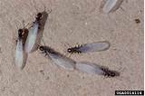 Pictures of Termites Houston Tx