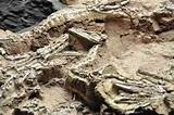 Oldest Dinosaur Fossil Pictures