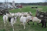 Goat Farms Images