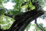 Photos of Florida Mahogany Tree