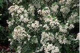Shrub With Clusters Of White Flowers Photos