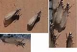 Pictures of Termite Killing Spray