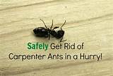 Images of Can Carpenter Ants Kill A Tree