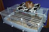 Cheap Guinea Pig Cages Pictures